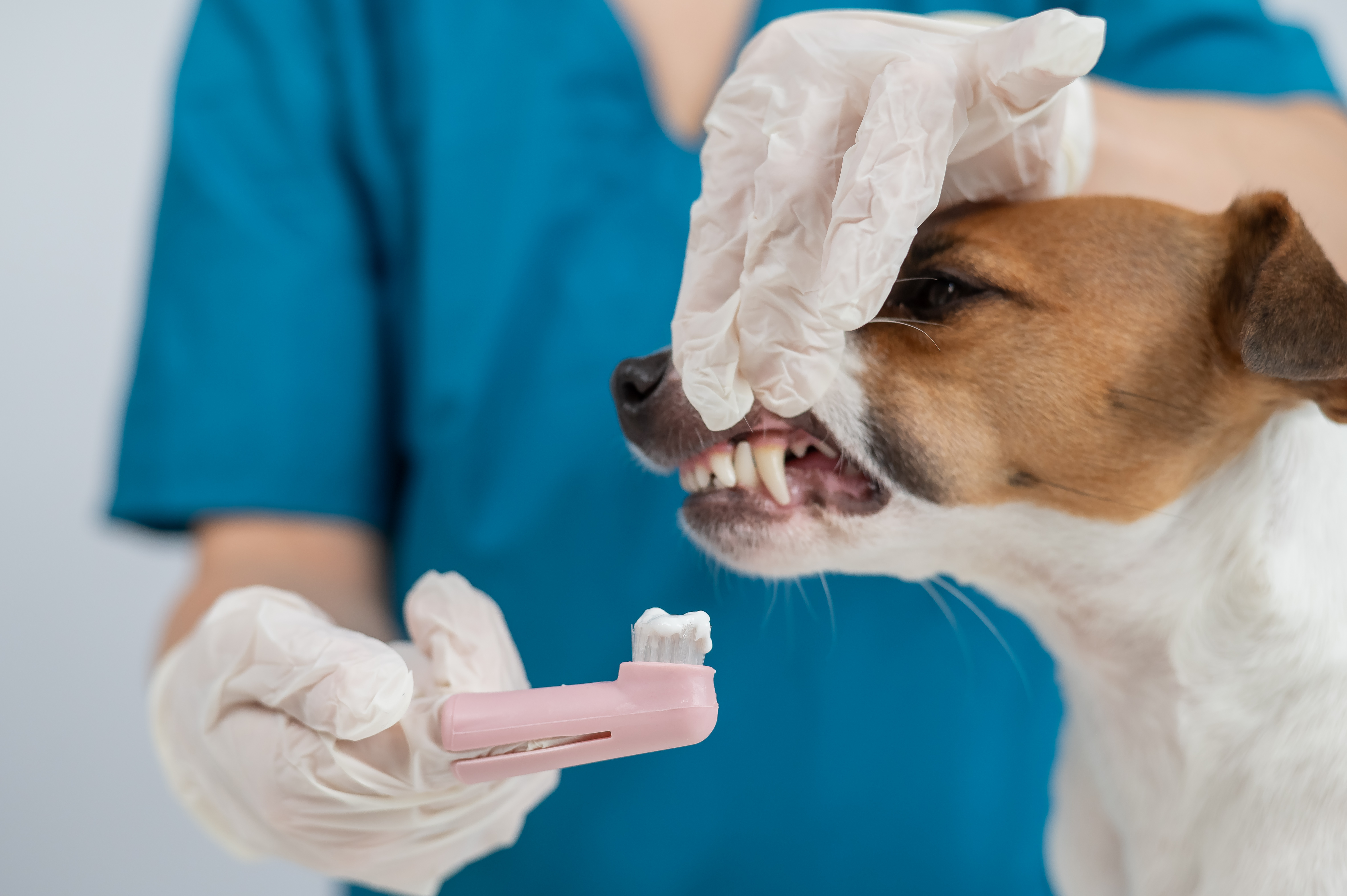 Dental Care