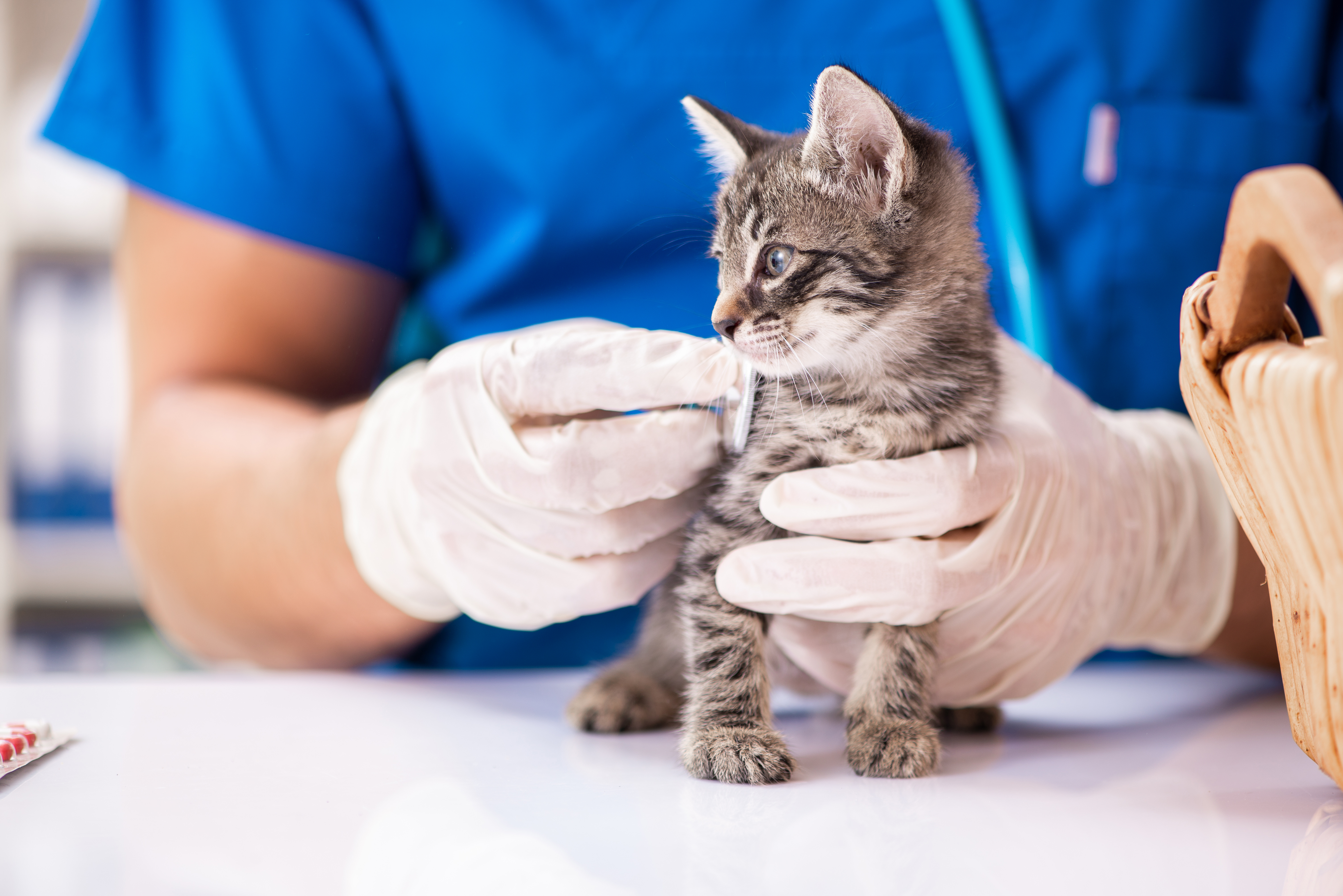 Preventative Care
